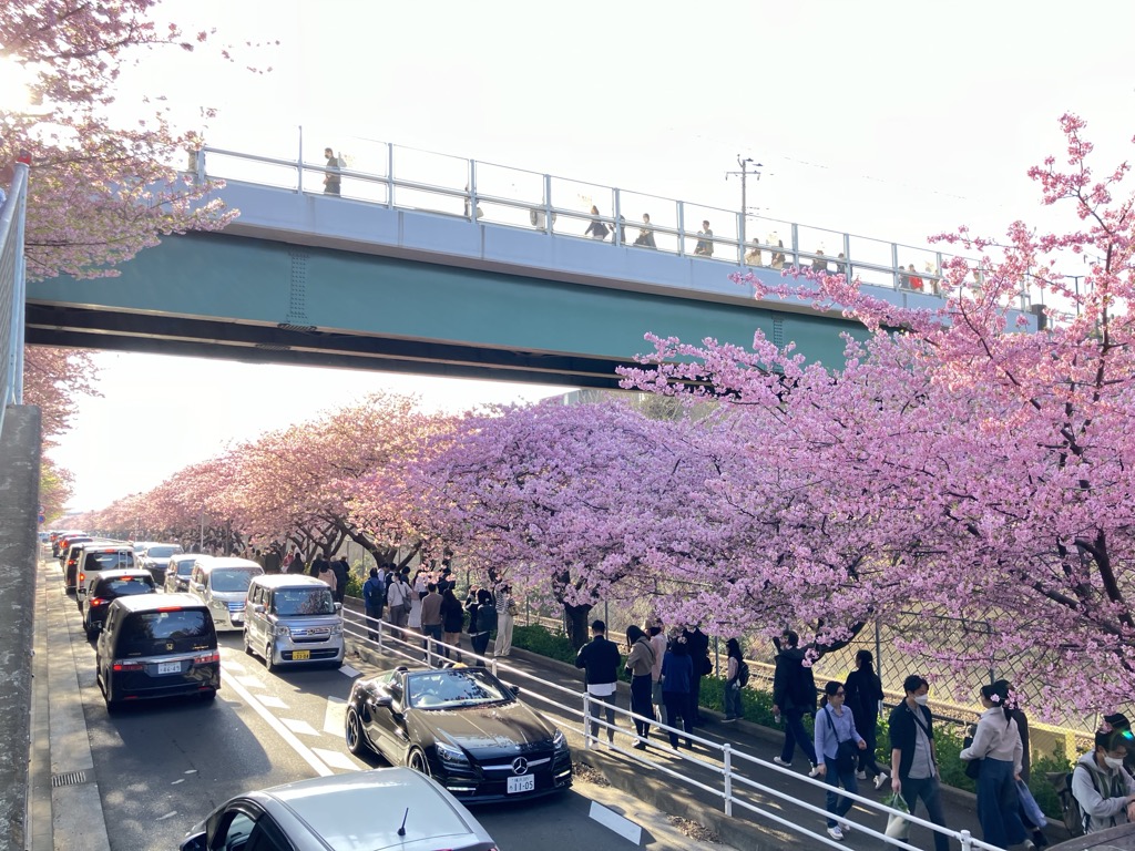 京急線の三浦海岸駅から小松ヶ池公園までの線路沿いに続く満開の桜並木と車や徒歩で訪れた人々
